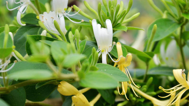 金銀花會結(jié)果嗎