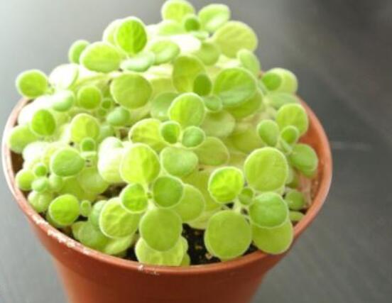 碰碰香木質(zhì)化怎么辦，只需要立馬重新進行扦插繁殖