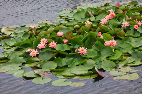 睡蓮的養(yǎng)殖方法和注意事項(xiàng)