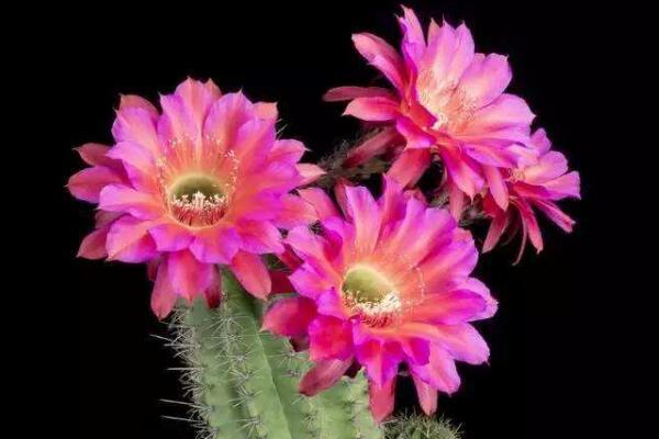 仙人掌開(kāi)花有什么寓意嗎，代表著奇跡與希望