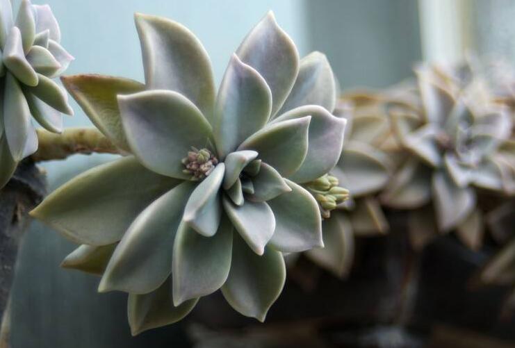 如何養(yǎng)寶石花，寶石花的四季養(yǎng)護(hù)方法介紹