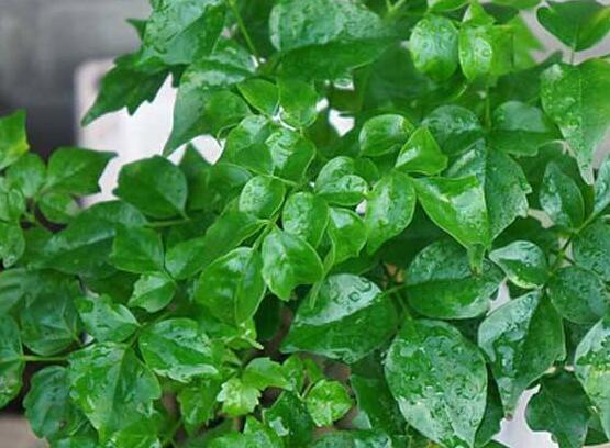 幸福樹水生根技巧，做好四點(diǎn)步驟即可水培爆盆