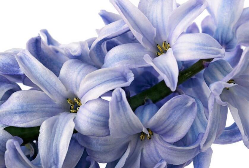 風(fēng)信子花期是什么時(shí)候，不同的品種不同的時(shí)間