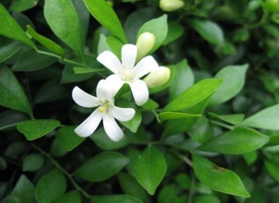 九里香種在家里禁忌，只需要注意四個要點(diǎn)即可