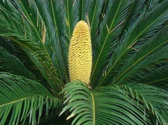 鐵樹(shù)開(kāi)花好不好，象征著幸福、吉祥、富貴