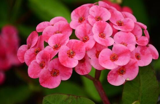 虎刺梅掉葉子怎么辦，四種原因以及解決方法