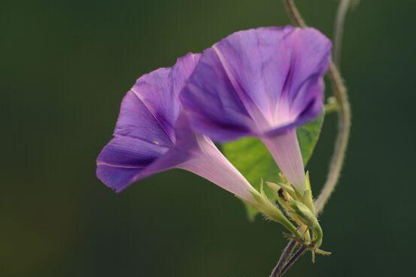 怎樣讓牽?；ㄅ捞? src="/nongchan/d/file/20201223/2y1zxetzfcr.jpg" / data-mfp6="fSqN13"></p>
<p data-cT0w="r1Rg01">
	牽?；ㄊ且环N喜陽的植物，它需要有充足的光照才能旺盛生長，所以在它爬藤生長的時候，我們需要將其養(yǎng)護(hù)在采光好的環(huán)境中，不然光照不足它就很容易長勢不良，但是注意夏季要適當(dāng)為其遮陰，避免它被強(qiáng)光暴曬。</p>
<p data-0PxK="Xf38cm">
	<strong data-ByoE="eBAl3x">3、充足養(yǎng)分</strong></p>
<p data-HeIU="VjQjrE">
	想要牽?；ㄅ捞偕L的話，還需要讓其有充足的養(yǎng)分，所以在它生長過程中，需要定期勤施薄肥，最好每隔2-3周為其施加一次稀薄的腐熟肥水，注意不能為其施加生肥或者濃肥，不然很容易導(dǎo)致植株產(chǎn)生肥害。</p>
<p data-Yaay="7WsRQF">
	<strong data-RLAv="5BDogj">4、摘心修剪</strong></p>
<p data-nvt7="Py4szE">
	<img alt=