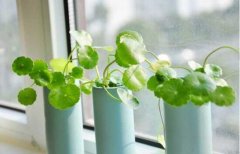 銅錢草怎么扦插，銅錢草的繁殖方法和注意事項