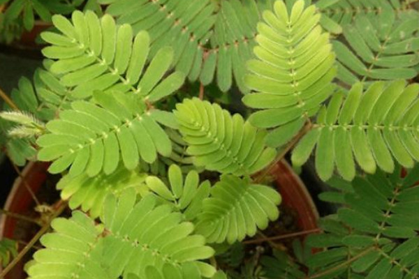 含羞草水澆多了會死嗎