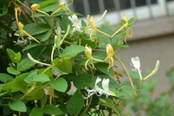 金銀花的種植方法，種子需進(jìn)行催芽處理