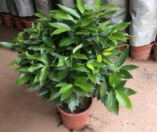 平安樹怎么繁殖，平安樹扦插方法圖解