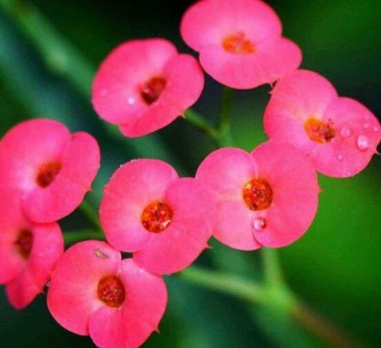 養(yǎng)虎刺梅不吉利嗎，導致全家霉運不斷、影響身體健康