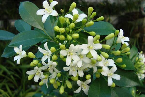 九里香有什么作用，九里香的六大功效介紹