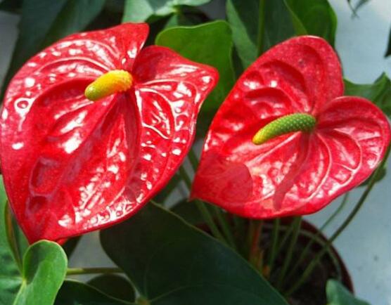 紅掌的作用有哪些，凈化空氣、陶冶情操、五行轉(zhuǎn)化