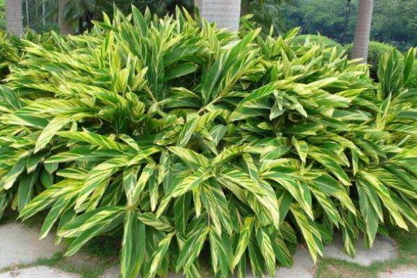 萬(wàn)年青開(kāi)花好嗎，寓意健康長(zhǎng)壽，吉祥如意