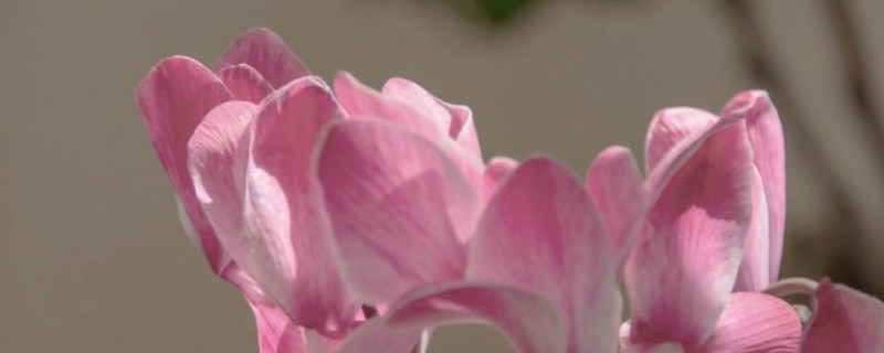 仙客來(lái)水澆多了葉子焉怎么辦