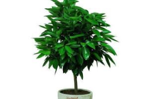 平安樹怎么繁殖，平安樹扦插方法圖解