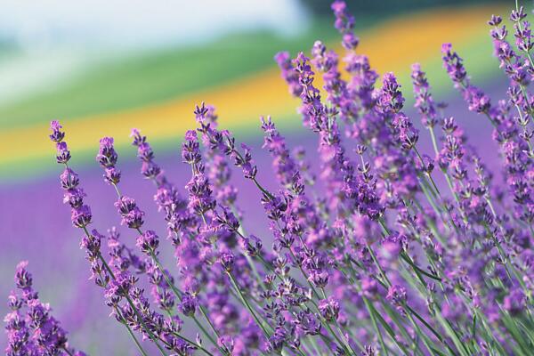薰衣草的花期怎么養(yǎng)護(hù)，適當(dāng)澆水并保證光照充裕