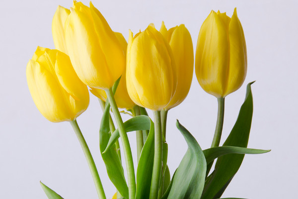 郁金香要剝皮嗎