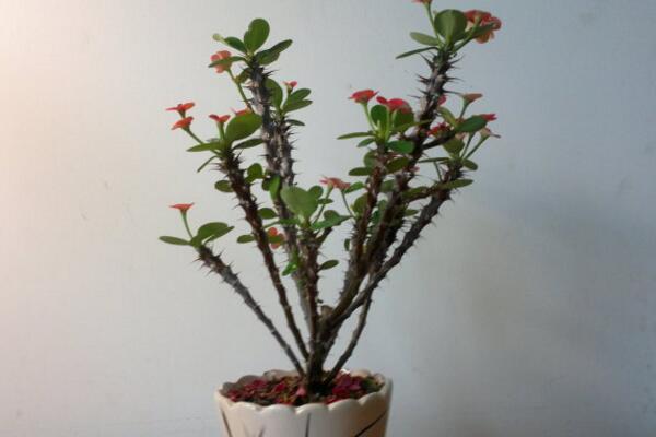 虎刺梅用什么肥料，以磷鉀肥為主少施氮肥