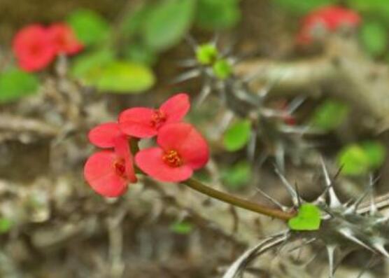 虎刺梅扦插方法，教你五個步驟扦插爆盆