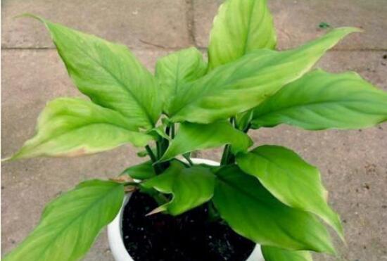 萬(wàn)年青的作用，凈化空氣、利尿、解毒