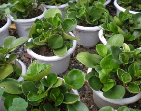 碧玉葉子發(fā)黃怎么辦，教你五步讓它重新恢復生機