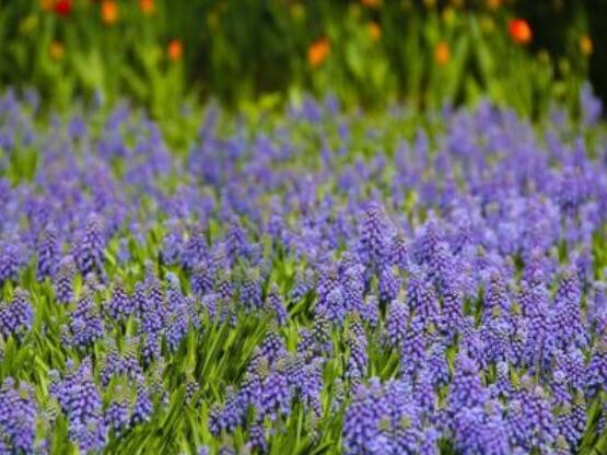 好看的風(fēng)信子圖片欣賞，姿色優(yōu)美，色彩艷麗