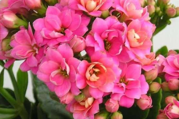 長(zhǎng)壽花怎么養(yǎng)家庭養(yǎng)法