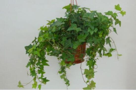 常春藤葉子干枯怎么辦，做好這五點(diǎn)即可恢復(fù)生機(jī)