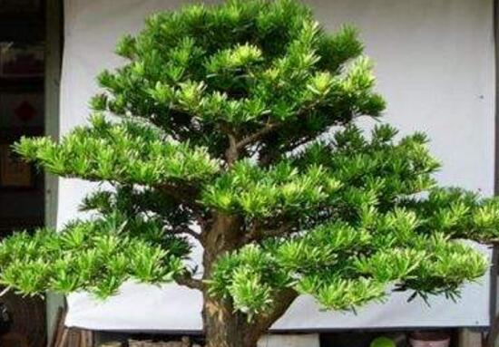 羅漢松的繁殖方法，羅漢松五大繁殖方法