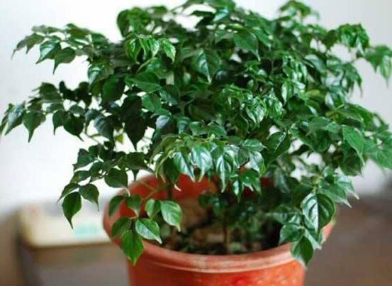 幸福樹種子怎么種，教你六大簡單步驟即可學(xué)會