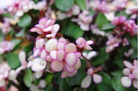 雅樂之舞怎么養(yǎng)能開花，只需要五個步驟花開爆盆