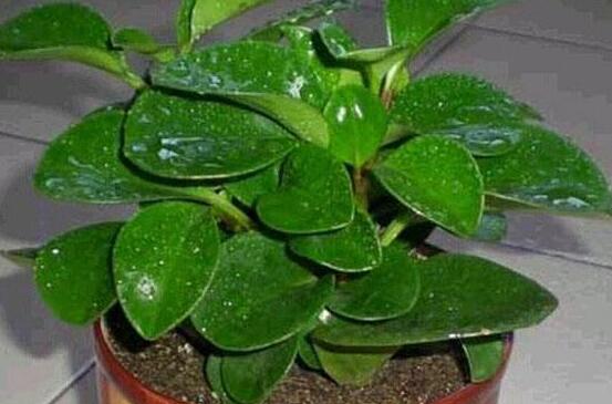 植物碧玉的風(fēng)水作用，舒緩心靈、增強(qiáng)運(yùn)勢