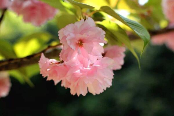 關(guān)山櫻和八重櫻的區(qū)別