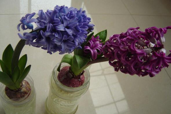 藍色風(fēng)信子好養(yǎng)嗎，新手必須要掌握的5大要點