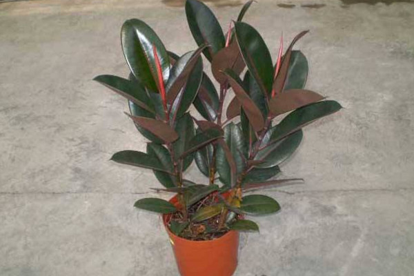 橡皮樹(shù)葉子變軟下垂