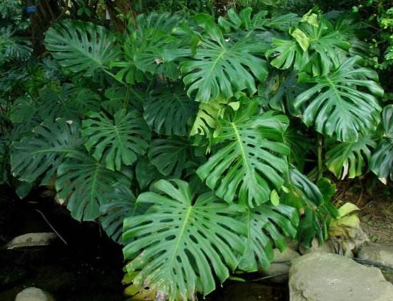 龜背竹黑斑病怎么辦，及時(shí)摘除病葉、噴灑藥物/保持通風(fēng)透氣