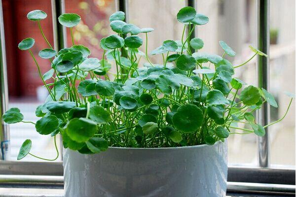 銅錢草與金錢草的區(qū)別，外形神似功效價值卻大不相同