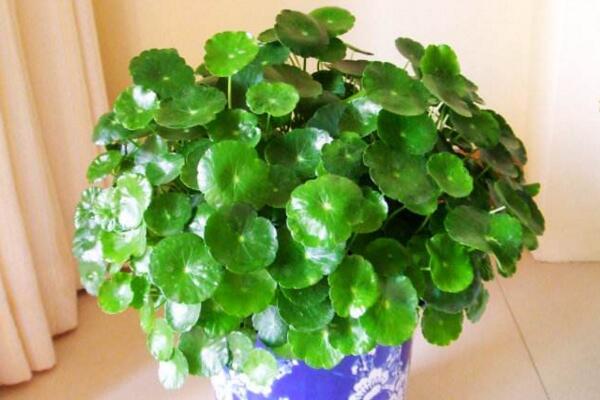 銅錢草與金錢草的區(qū)別，外形神似功效價值卻大不相同