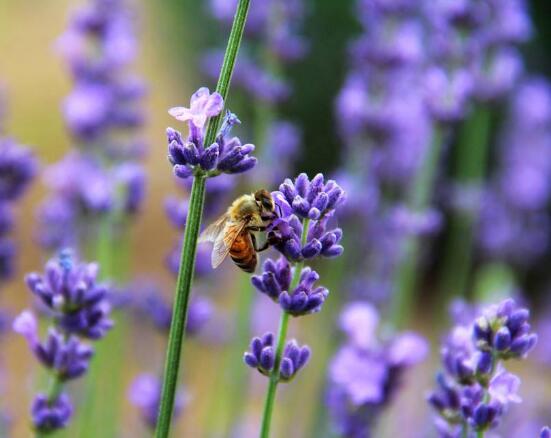 薰衣草的花語是什么，代表著心心相印、愛情的等待