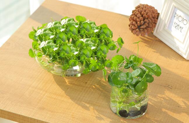 銅錢草怎么剪枝水培，剪成一根勤換水