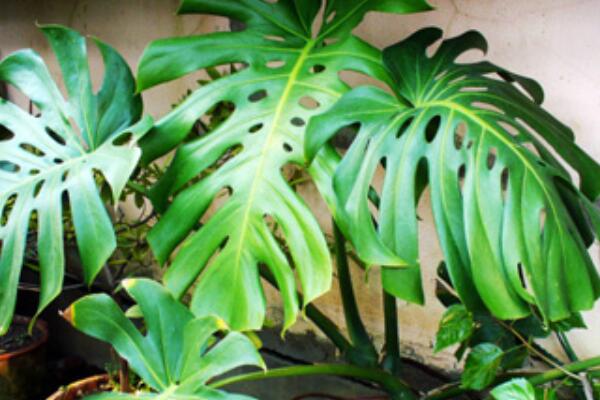 龜背竹枝干軟無(wú)力