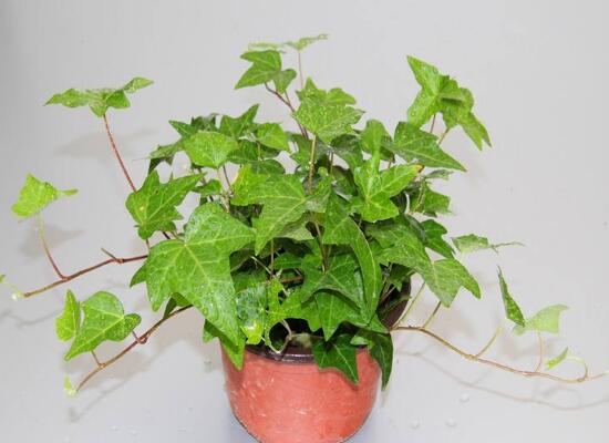 常春藤怎么繁殖，常春藤的扦插方法
