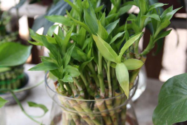 水培富貴竹怎么養(yǎng)才能旺盛，選用干凈清潔的水質(zhì)栽培