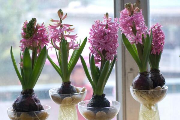 風(fēng)信子為什么長不高，可能是因?yàn)槿粘９芾聿划?dāng)造成