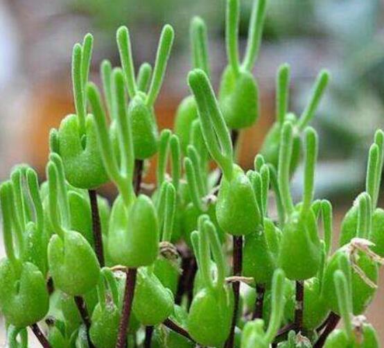 碧光環(huán)秋天怎么養(yǎng)，教你五點(diǎn)重要方法生長碧綠