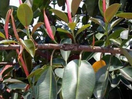 橡皮樹葉子下垂怎么辦，四種原因以及解決辦法