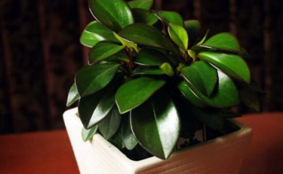 紫邊碧玉怎么養(yǎng)，七個基本方法教你養(yǎng)殖好