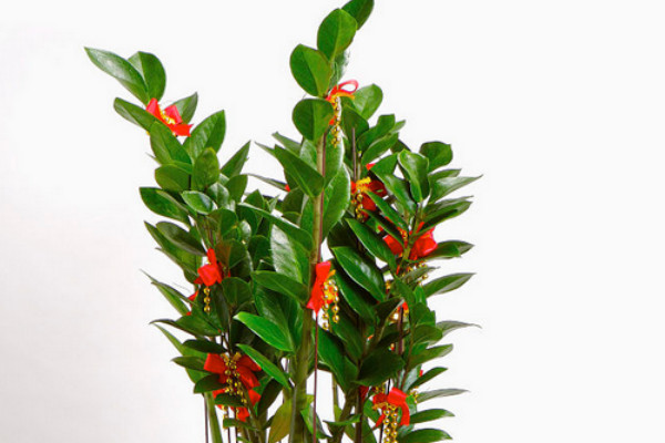 金錢樹的養(yǎng)殖方法和繁殖方法